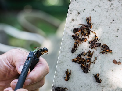 De reuzenwesp is in opmars, maar met deze techniek worden nesten steeds preciezer gevonden