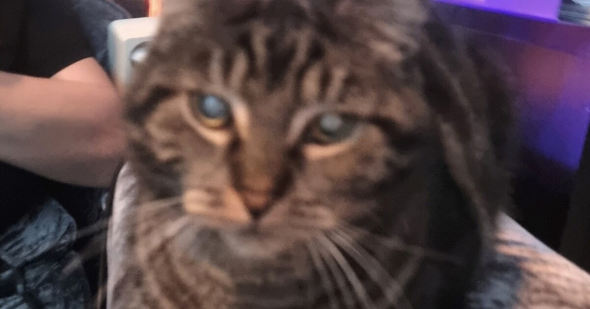 Heb jij Simba gezien? Dit huisdier wordt in Capelle aan den IJssel vermist