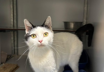Poes Aset zoekt een zonnig plekje in nieuw thuis