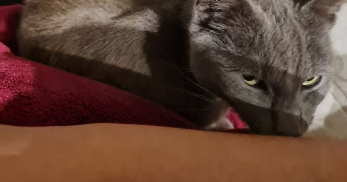 Heb jij Fizz of Kleine gezien? Deze twee huisdieren worden in Weststellingwerf vermist
