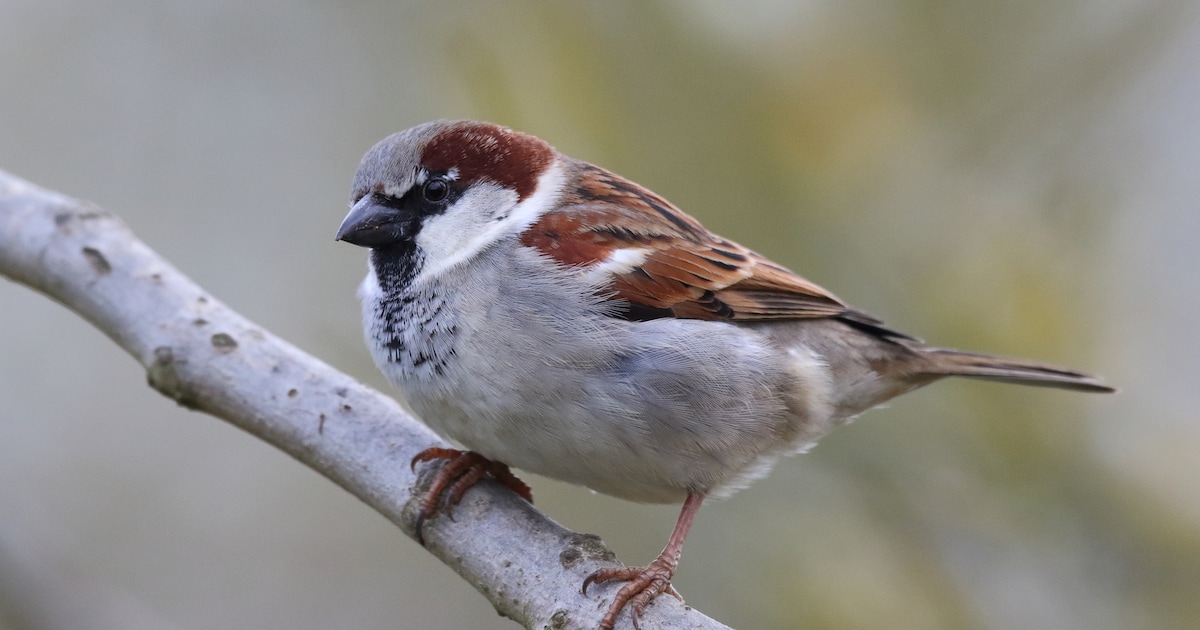 Ecologen starten vervolgonderzoek naar beschermde dieren in Geertruidenberg