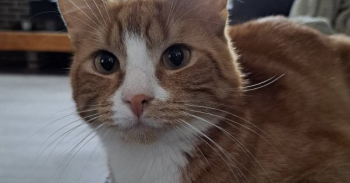 Heb jij Twix gezien? Dit huisdier wordt in Pekela vermist