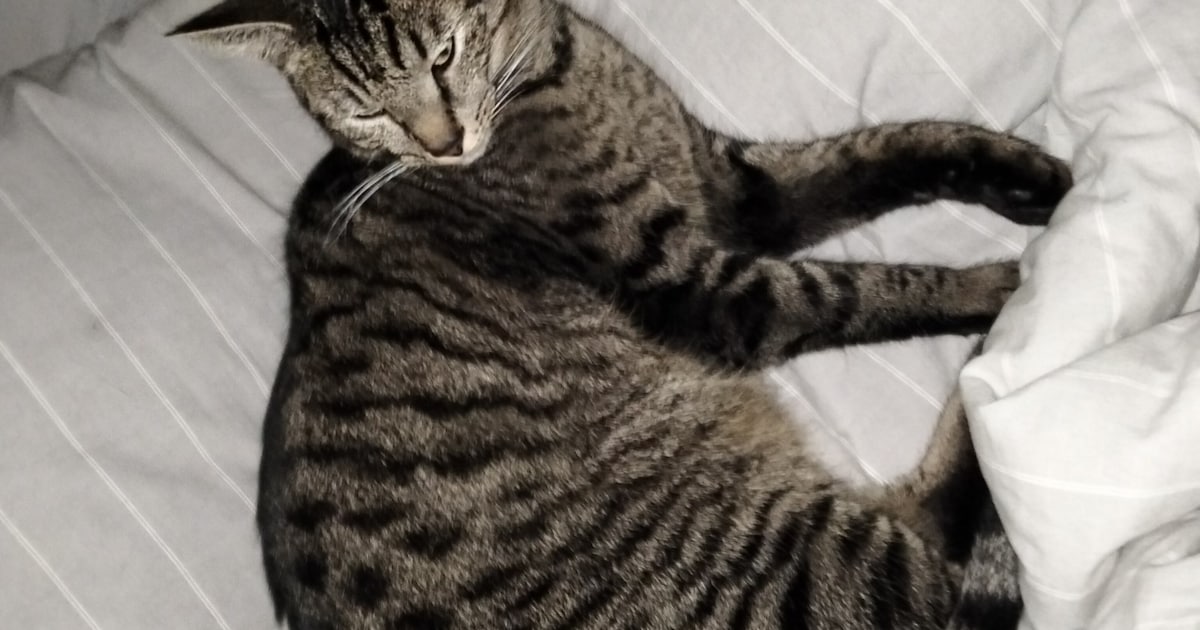 Heb jij Lolo gezien? Dit huisdier wordt in Heerde vermist