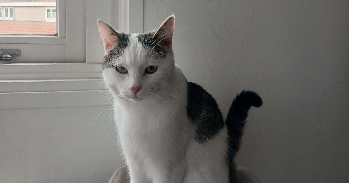 Heb jij Tony of Toeter gezien? Deze twee huisdieren worden in Harlingen vermist