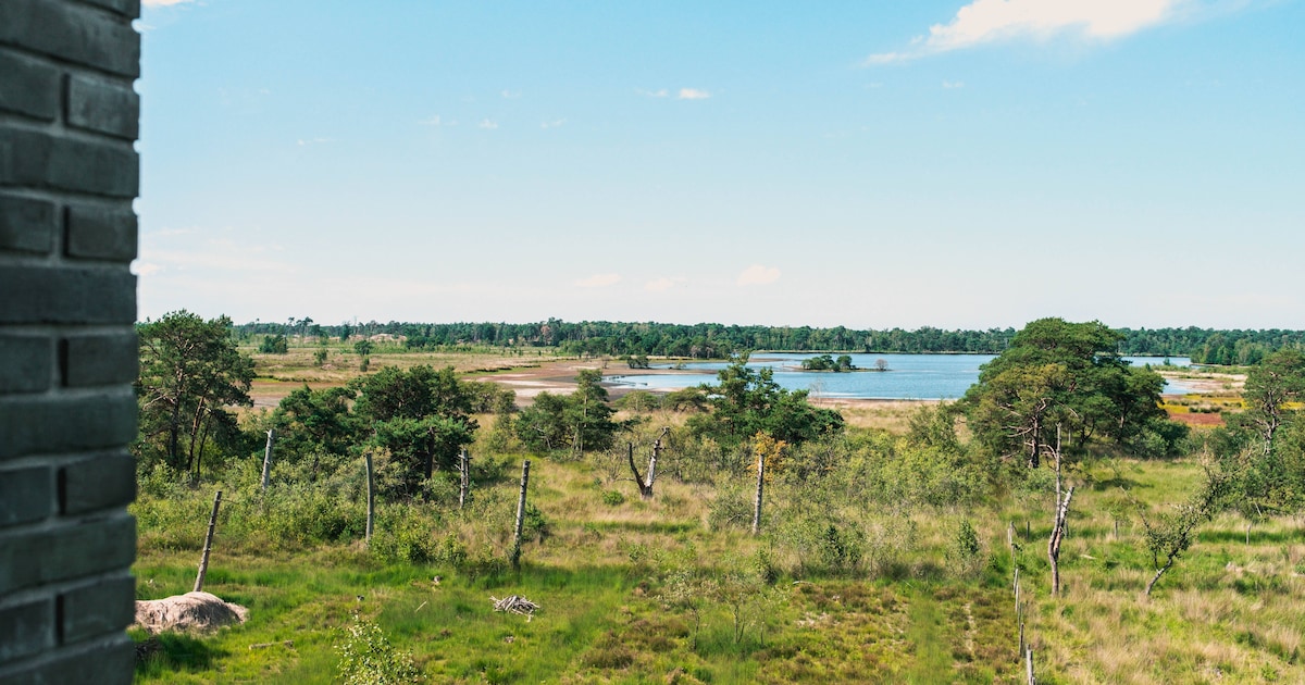 Viervoeterstocht door Kalmthoutse Heide krijgt plek bij Flanders’ Finest wandelroutes