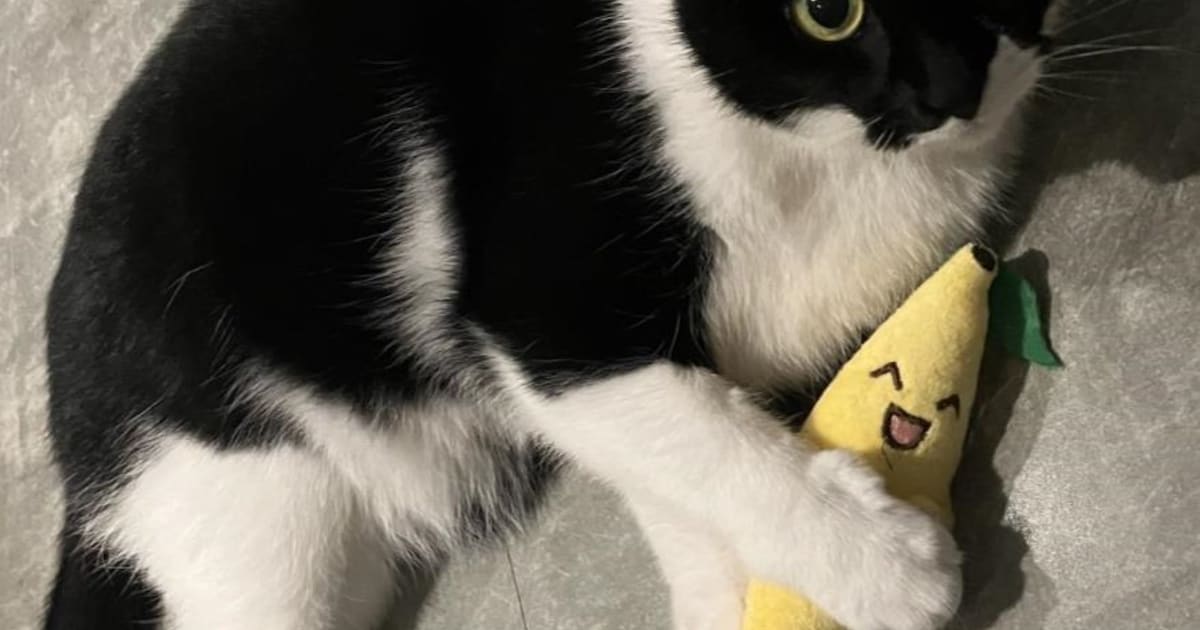 Heb jij Jenny gezien? Dit huisdier wordt in IJsselstein vermist