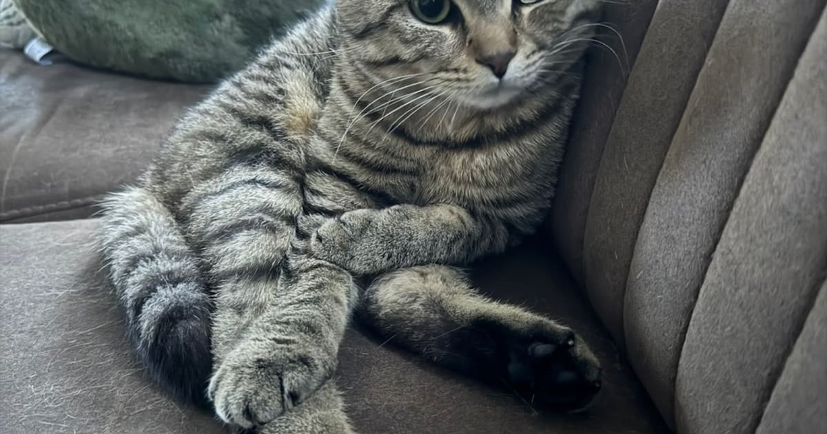 Heb jij Vino gezien? Dit huisdier wordt in Wassenaar vermist