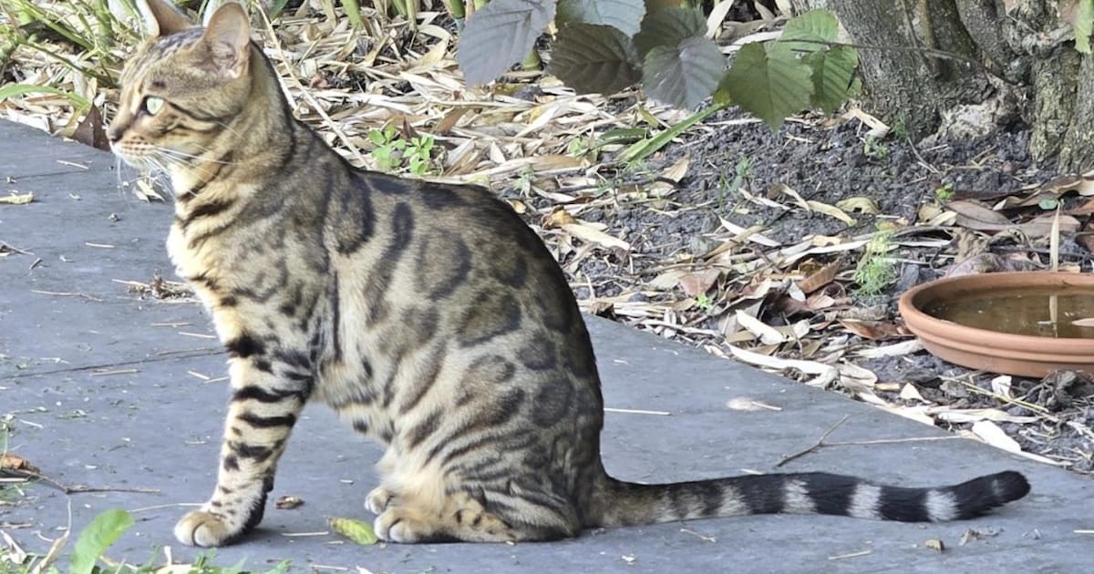 Heb jij Simba, Cecile of Loes gezien? Deze vijf huisdieren worden in Sluis vermist