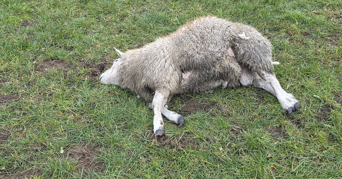 Wolven in het Binnenveld? Rhenense raad is er klaar mee en wil actie van de provincie