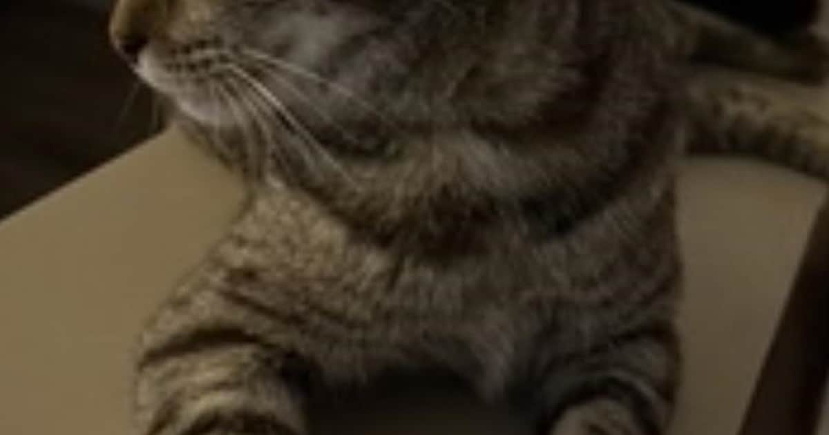 Heb jij Robin of Jamie gezien? Deze twee huisdieren worden in 's-Hertogenbosch vermist