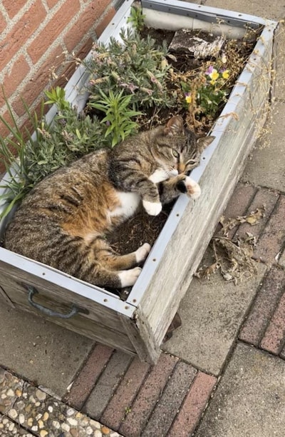Heb jij Pip, Bitsy of Karel gezien? Deze vijf huisdieren worden in Doetinchem vermist