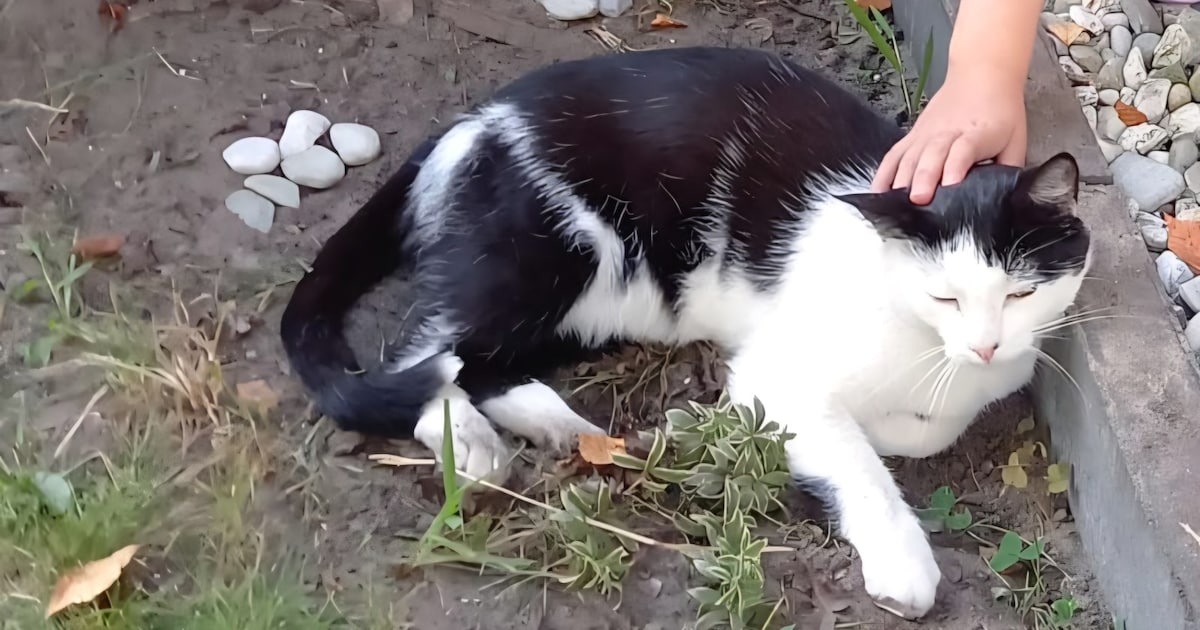 Heb jij Henk gezien? Dit huisdier wordt in Twenterand vermist