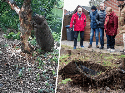 Bewoners Nijmeegse straat zijn bevers helemaal zat, Marcel liep zelfs een rugblessure op: ‘Het is ee