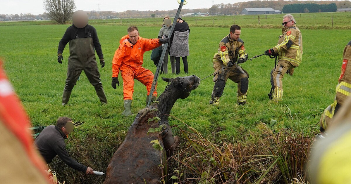 Paard belandt in sloot in Terheijden: volgens omstanders met ruiter en al