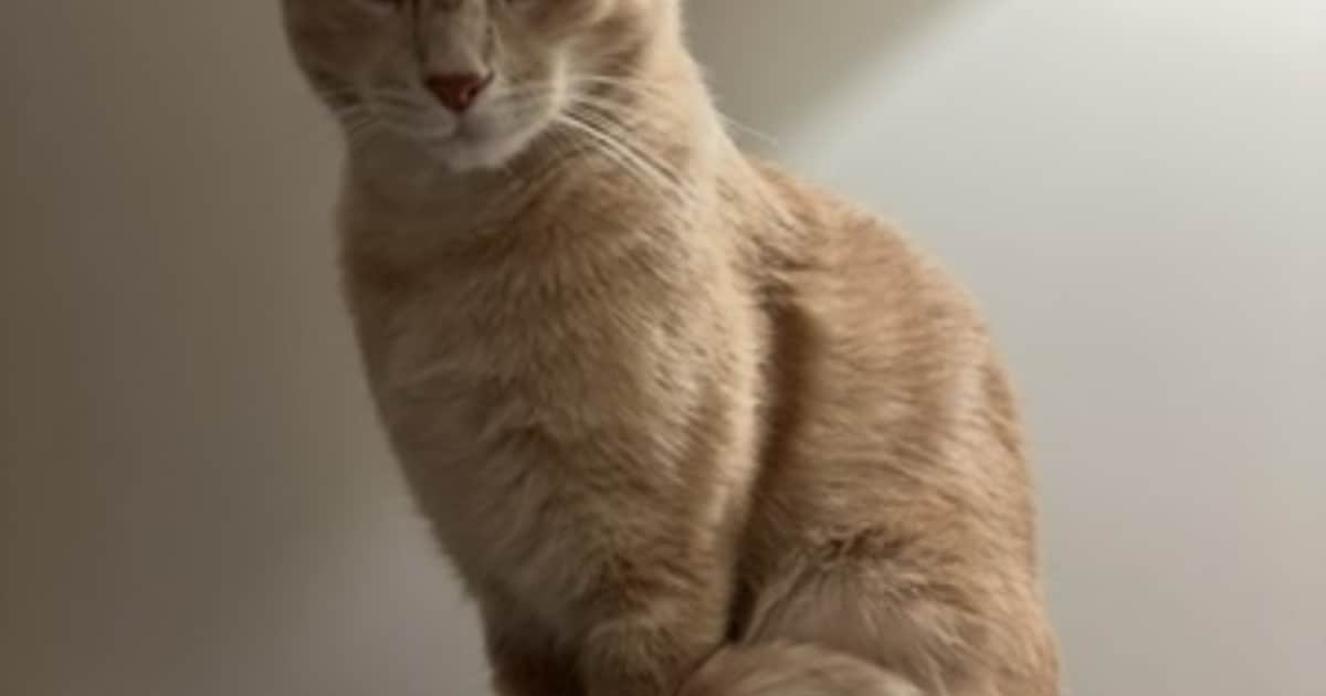 Heb jij Roméo of Rysia gezien? Deze twee huisdieren worden in Woensdrecht vermist