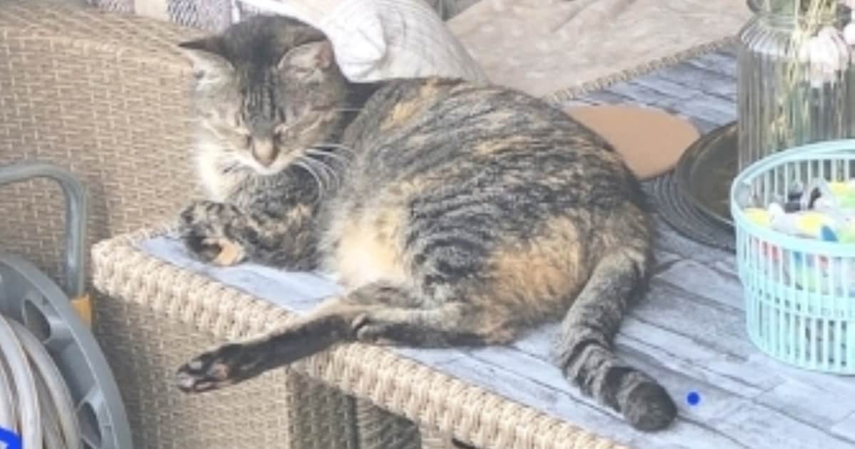 Heb jij Roosje gezien? Dit huisdier wordt in Oostzaan vermist