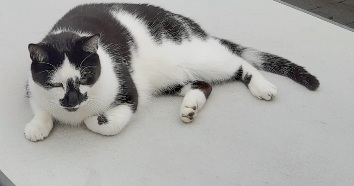 Heb jij Oreo gezien? Dit huisdier wordt in Valkenswaard vermist