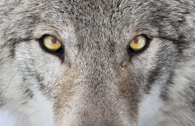 Wolf gespot in Midden-Brabant, provincie gaat actief monitoren