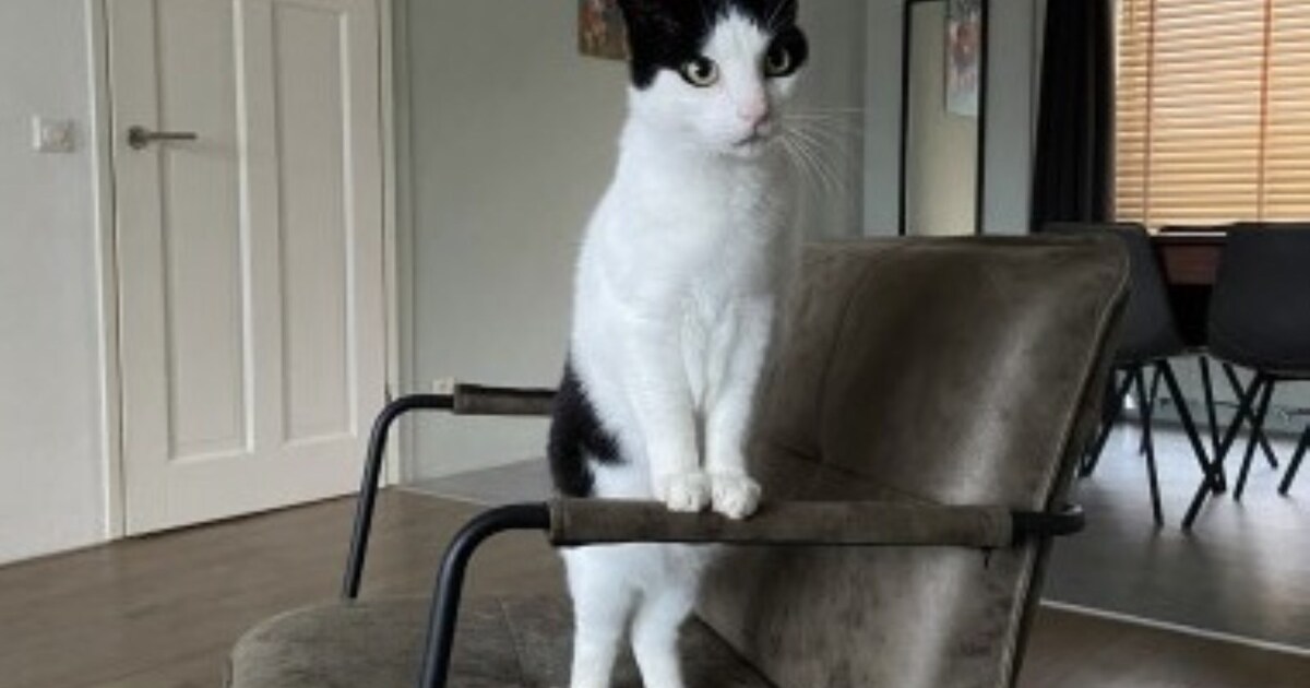 Heb jij Binkie gezien? Dit huisdier wordt in Woudenberg vermist