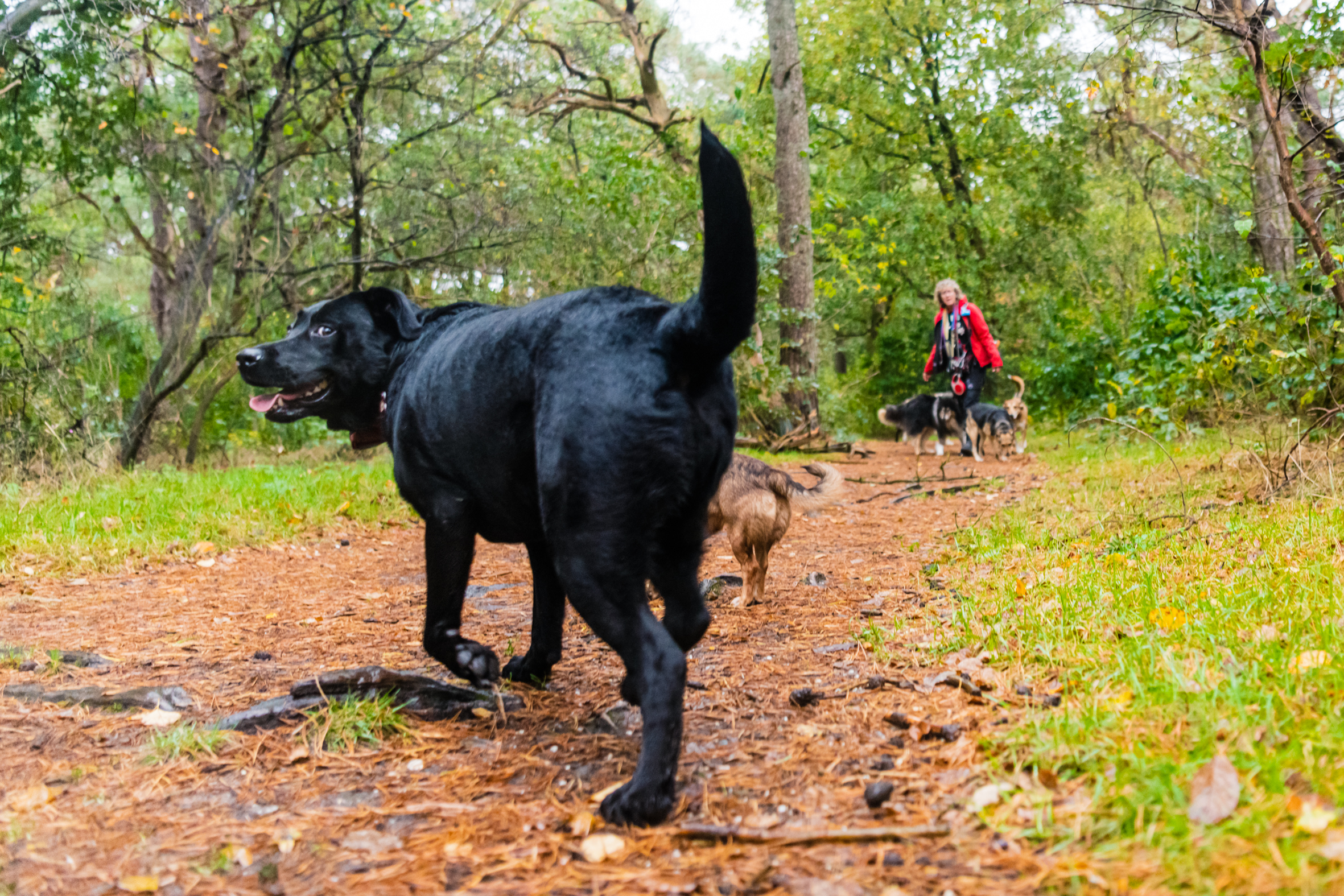 Gemeente Nijkerk vernieuwt hondenuitlaatkaart