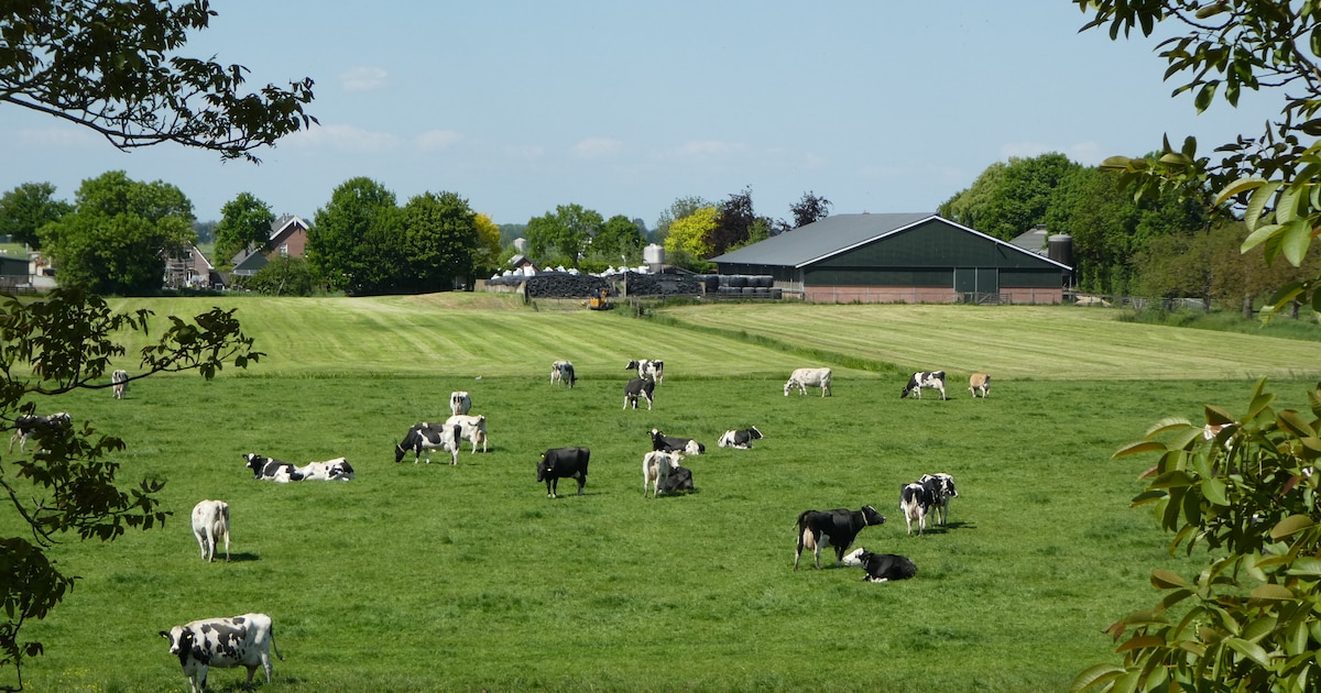 Zorgen over gevolgen van stikstofplan voor de Lopikerwaard: ‘Zonder boeren geen open landschap meer’