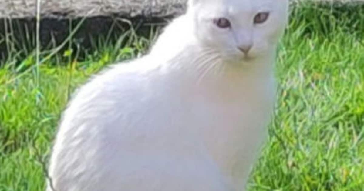 Heb jij Simba of Nizza gezien? Deze twee huisdieren worden in Utrecht vermist