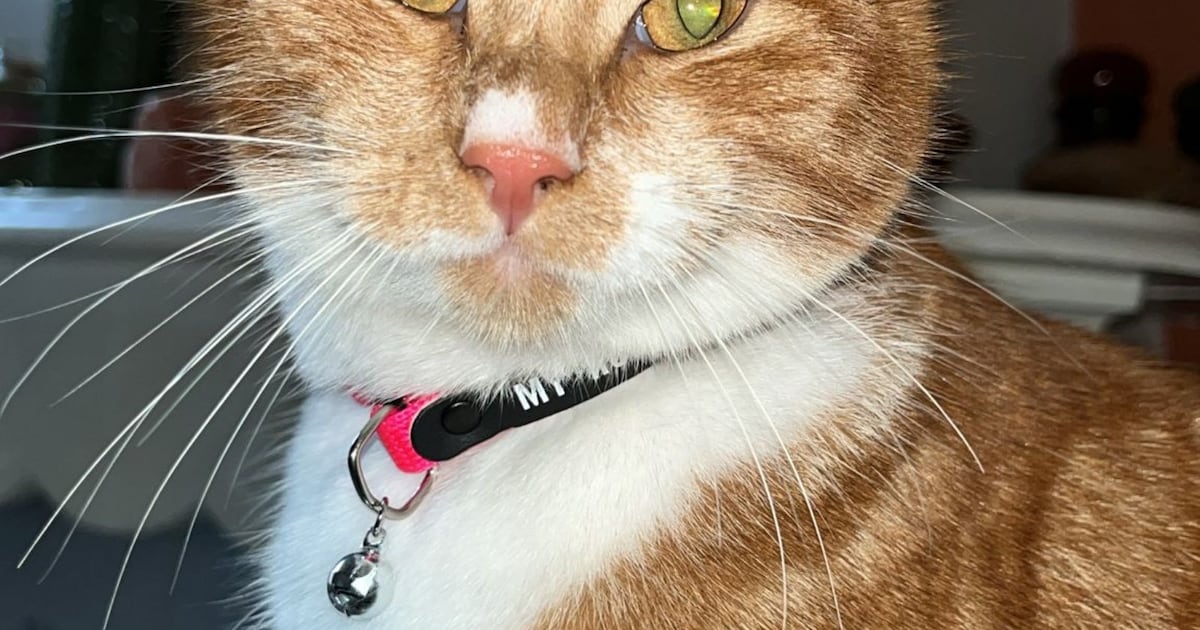 Heb jij Mimi, Poffertje of Billy gezien? Deze acht huisdieren worden in Utrecht vermist