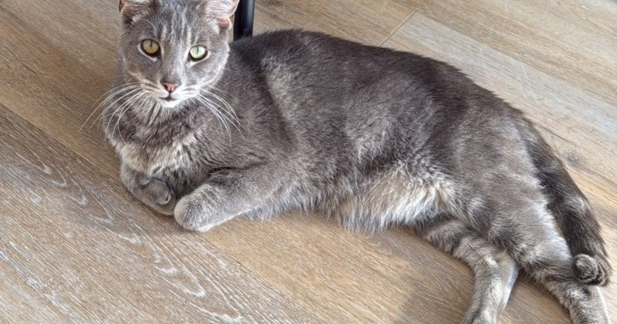 Heb jij Paco, Mees of Bonnie gezien? Deze acht huisdieren worden in Den Helder vermist