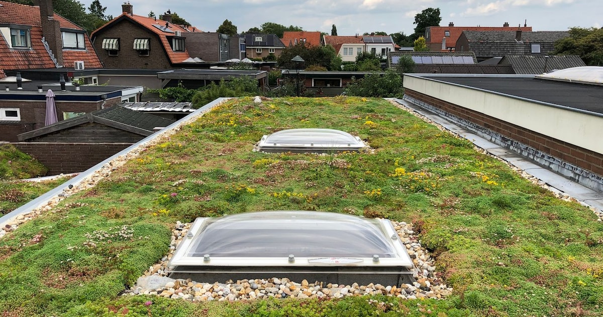 Bewoners Tabakshof-Oost vergroenen daken samen