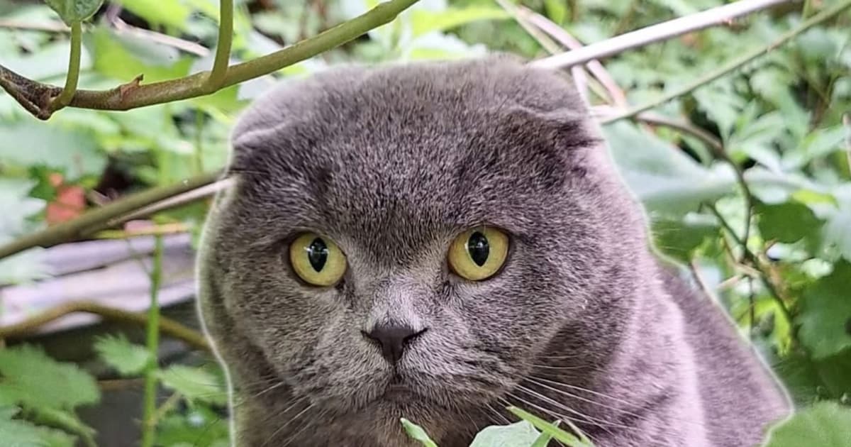Heb jij Stofje gezien? Dit huisdier wordt in Simpelveld vermist