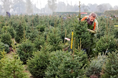 Red je kerstboom! Breng je dennetje naar het kerstbomenasiel in Leiden