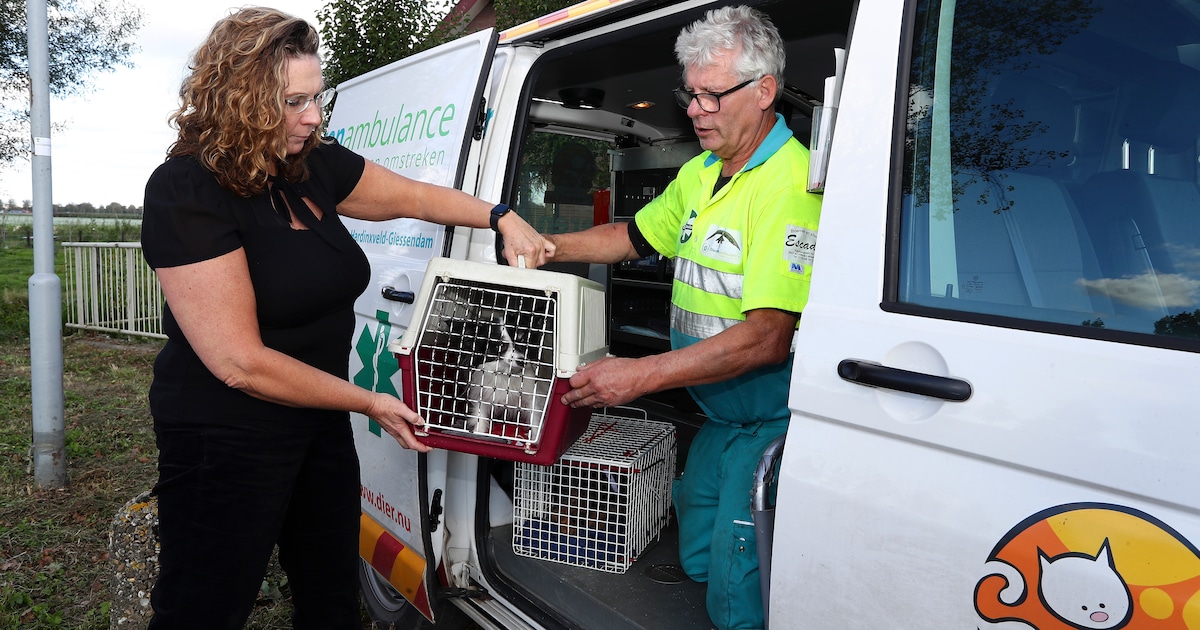 Dierenambulance Vianen ervaart grote drukte en rukt 52 keer uit op één dag