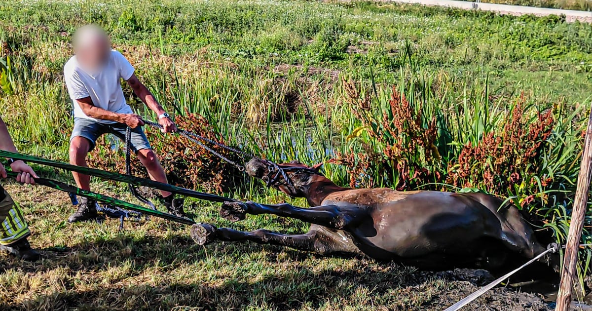 Brandweer redt paard uit sloot aan Dorp in Benschop
