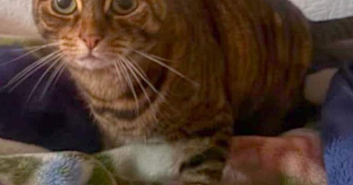 Heb jij Sabrina gezien? Dit huisdier wordt in Diemen vermist