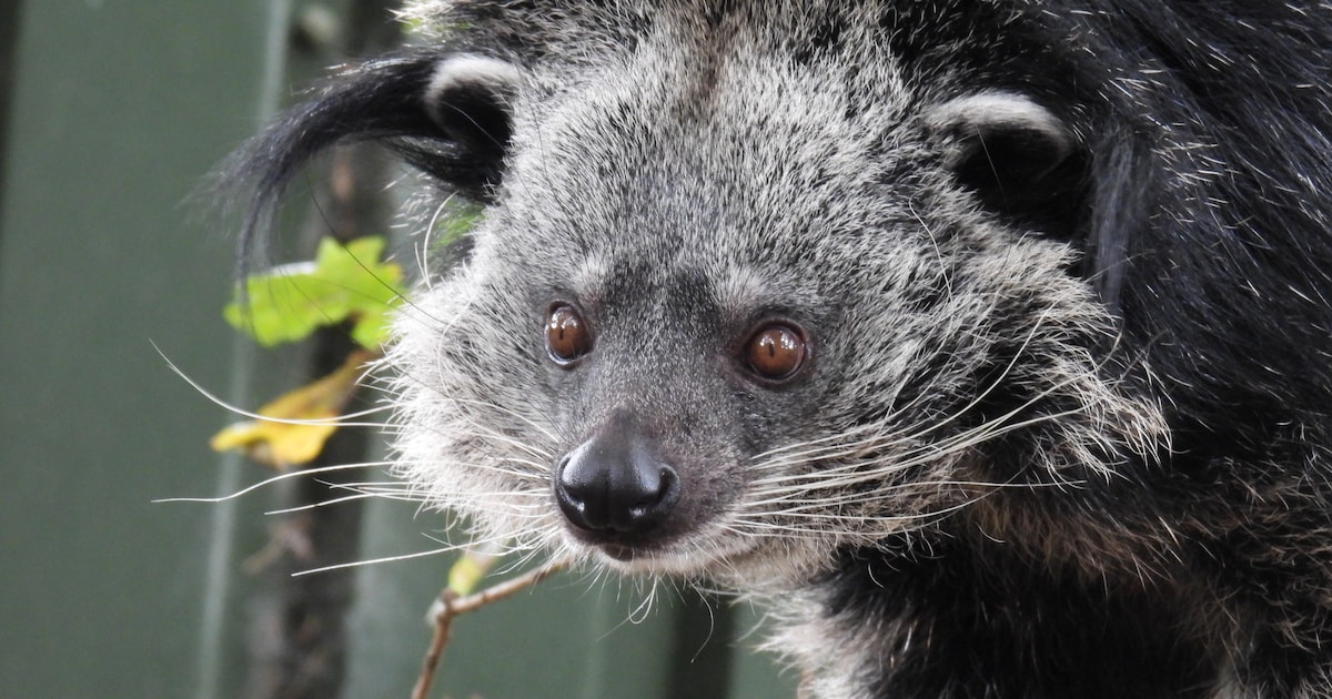 Indonesisch dierenpark in Kallenkote is 'beste uitje van Overijssel'