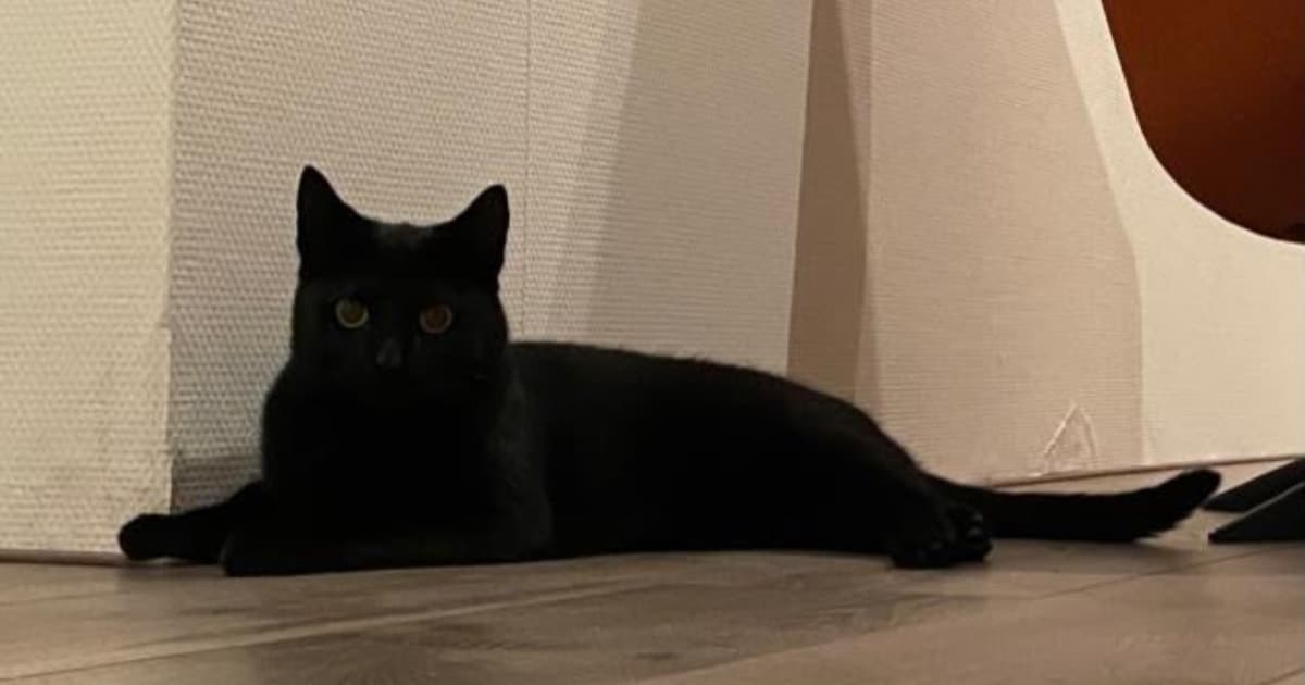 Heb jij Romke of Sjonnie gezien? Deze twee huisdieren worden in Smallingerland vermist