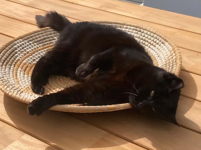 Heb jij Hermes, Loïs of Bambi gezien? Deze zes huisdieren worden in Oss vermist