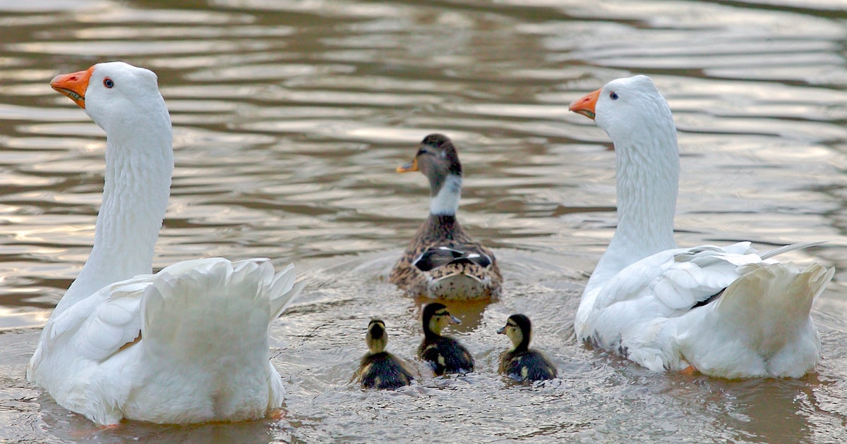 Broedseizoen gestart in Maasvallei: Sittard-Geleen roept op tot extra voorzichtigheid