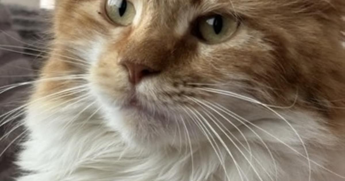 Heb jij Joey of Simba gezien? Deze twee huisdieren worden in Brunssum vermist