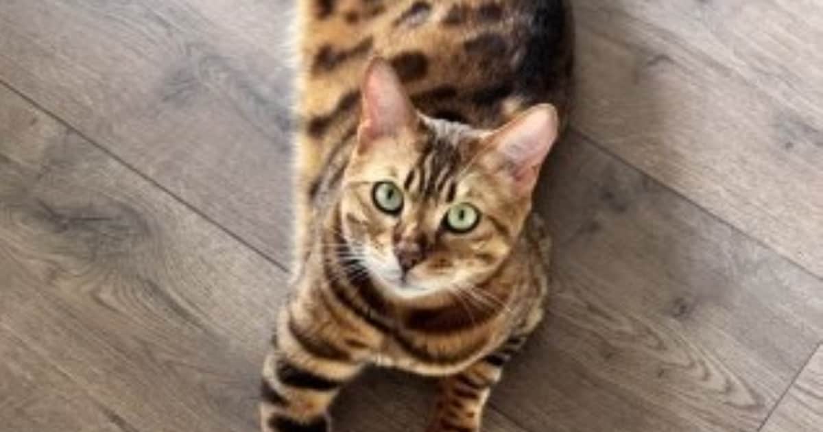 Heb jij Kenzo, Zorro of Benji gezien? Deze zeven huisdieren worden in Leiden vermist