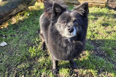 Nadat zijn eerste baasje overleed, slaat nu weer het noodlot toe bij hondje Jacky: ‘Wéér alleen...’