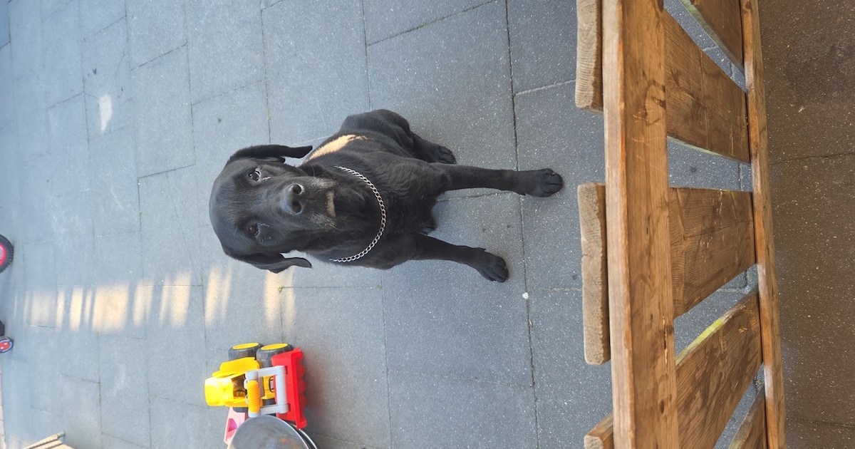 Heb jij Lady Lumi of Bandit gezien? Deze twee huisdieren worden in Noordenveld vermist