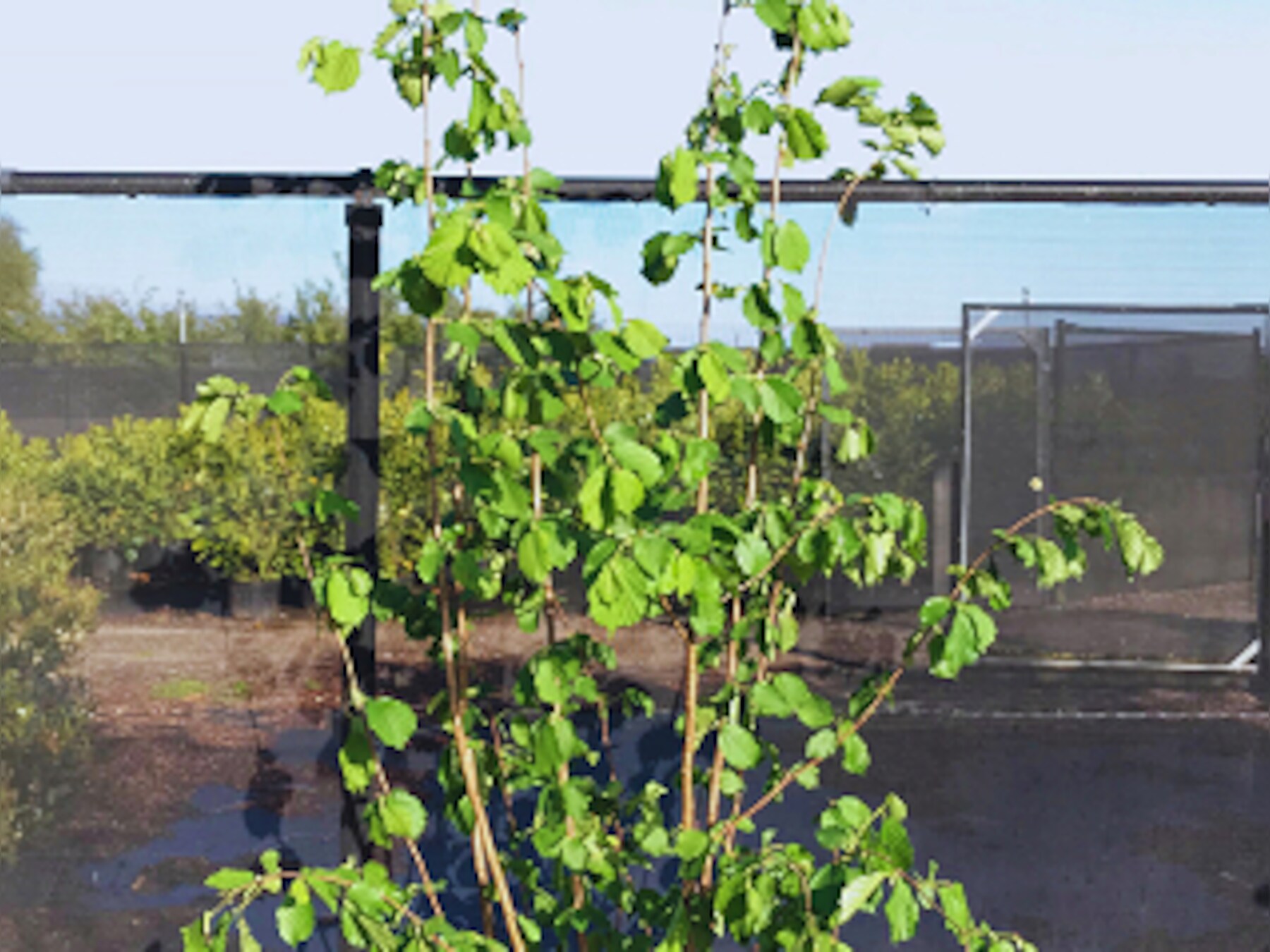 Bergman Clinics opent grootste mini-hospitaal in Capelle: ‘Binnen vier ...