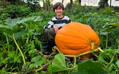 Guus (8) kweekt reuzenpompoen: ‘We hebben genoeg voor wel twintig maanden soep’