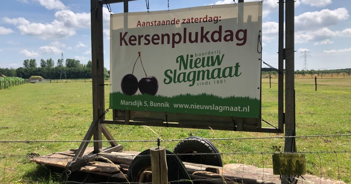 Tweede plukweekend voor pruimen in Nieuwegein