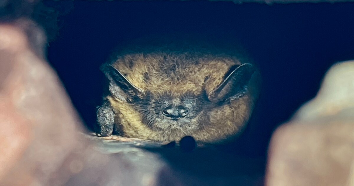Onderzoek naar beschermde vogels en vleermuizen op Texel van start