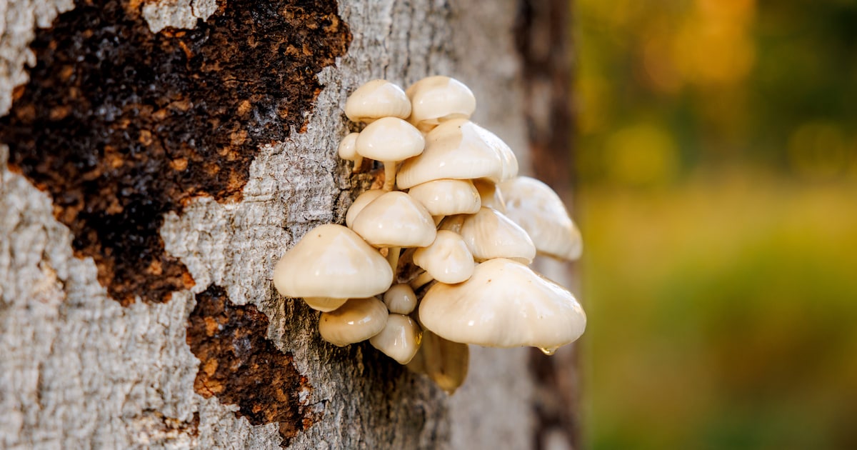 IVN houdt herfstwandeling over schimmels en paddenstoelen bij Etten-Leur