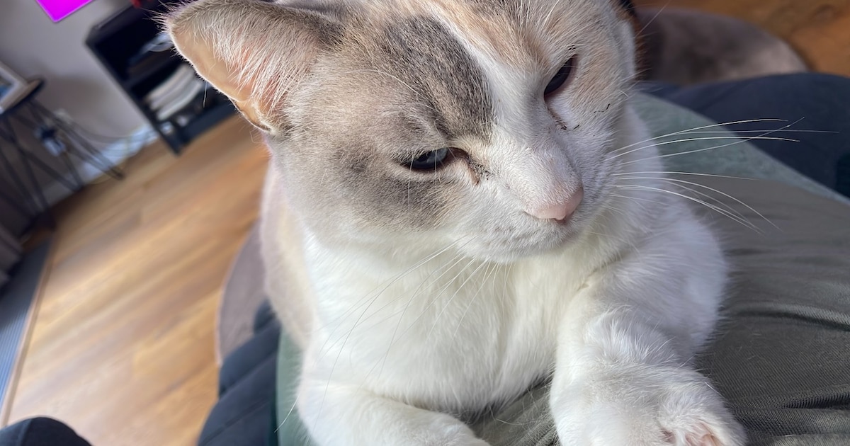 Heb jij Koda, Tonnie of Stumpie gezien? Deze vier huisdieren worden in Leeuwarden vermist