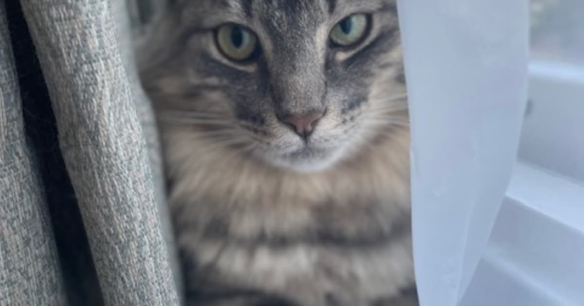 Heb jij Polly of Jack gezien? Deze twee huisdieren worden in Velsen vermist