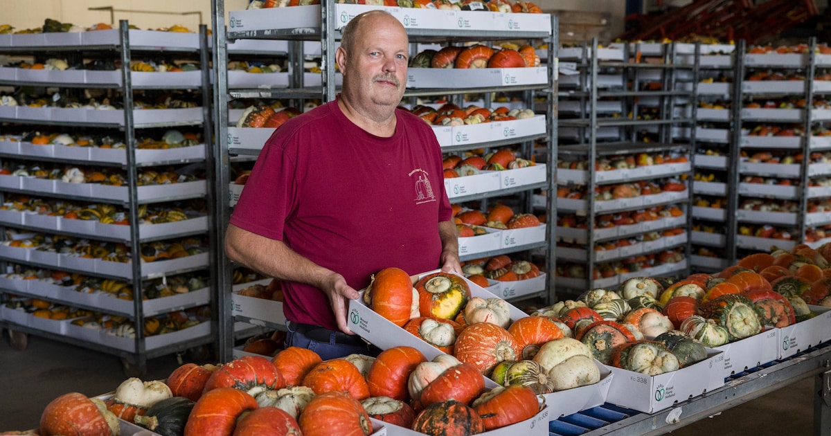 Boer Jan oogstte ondanks droogte 2,5 miljoen pompoenen: ‘Op en neer rijden voor water kostte bijna e